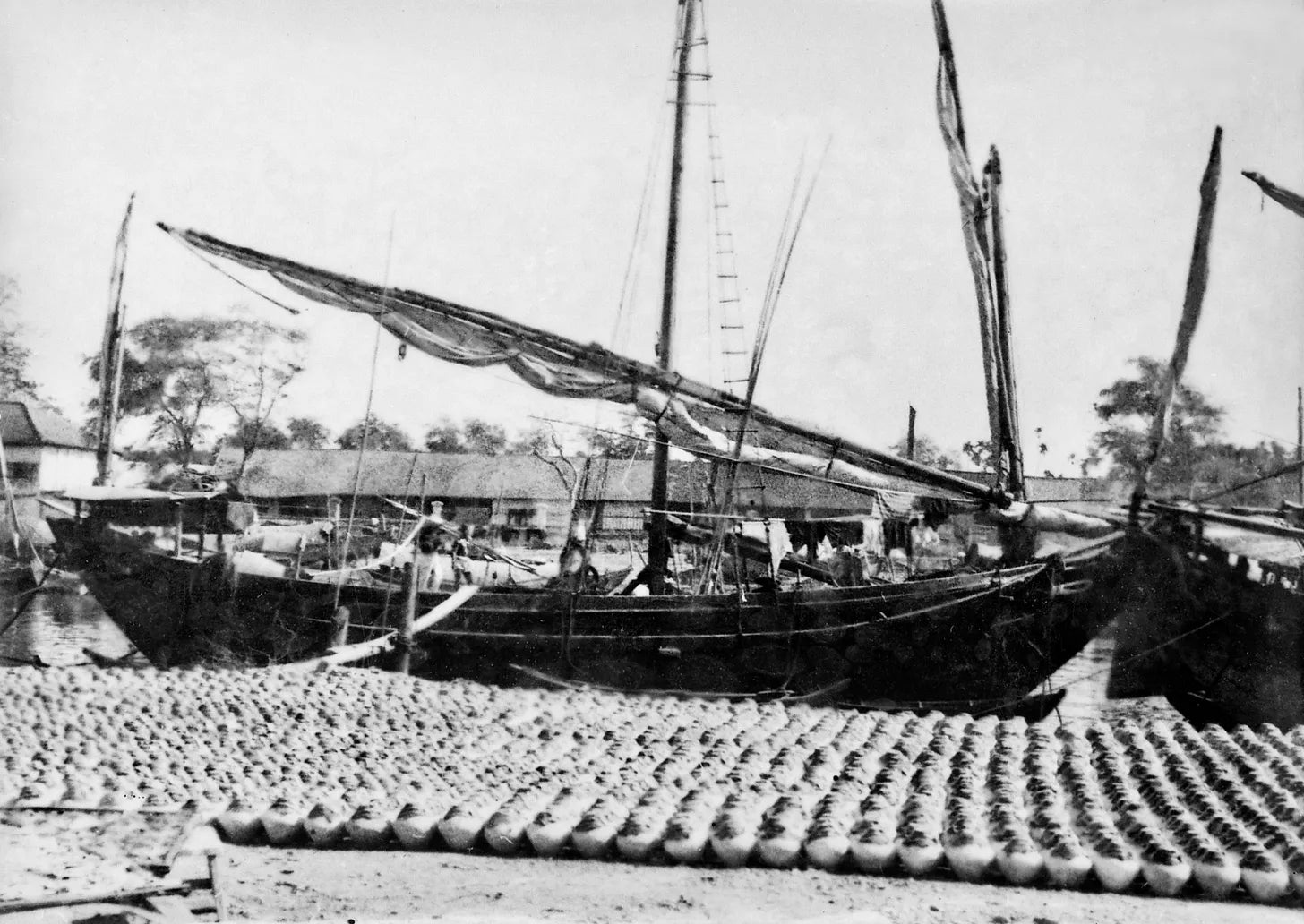 Thuyền đánh bắt cá cơm muối ngay khi vào bến